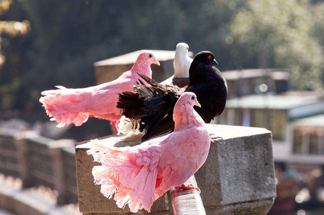 到粉丝手中 到粉丝手中