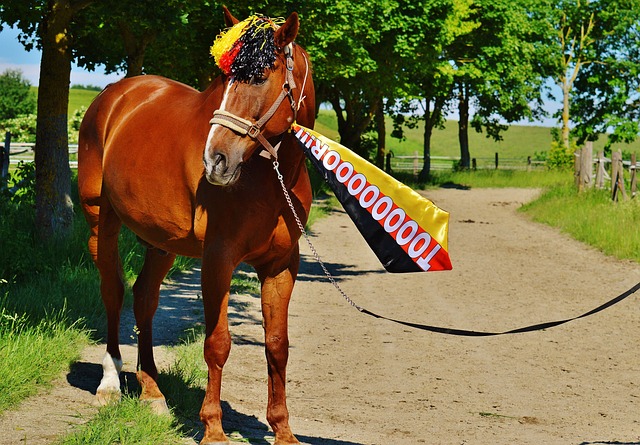 国际训练营 国际训练营